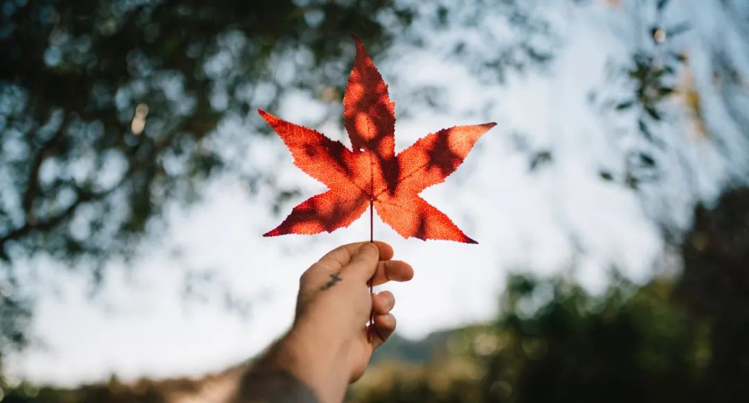 必看干货|快速的加拿大移民方式，你竟然还不知道？